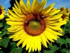 girasole girasole