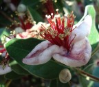 feijoia feijoia