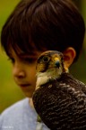 Il Falco e il Bambino Il Falco e il Bambino