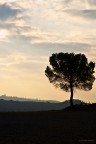 Scatto in un mattina d'autunno del 2010 nelle campagne senesi.
Nikon D90 - 16.0-85.0 mm f/3.5-5.6
Programma esposizione Priorit otturatore
1/15 sec
f/36
ISO 200
lunghezza focale 85,0 mm
Suggerimenti e critiche molto molto graditi
Alessandro