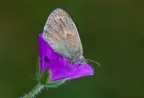 Coenonympha pamphilus Coenonympha pamphilus