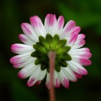 visti da dietro visti da dietro