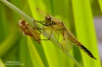 Libellula nuova di zecca Libellula nuova di zecca