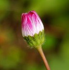 guardo su... guardo su...