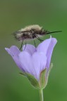 Bombylius minor Bombylius minor