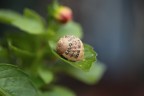 sul balcone sul balcone