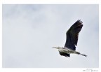 In Volo