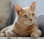 Il conte "FISCHIO" Il conte "FISCHIO"