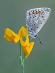 Ecco qui la prima licenide di quest'anno  stato emozionante ritrarla, come la prima volta...
Nikon D300S, Tamron 180 macro, f16, 1/8s, iso 200, scatto remoto, alzata specchio, pannellini
[url=http://img38.imageshack.us/img38/2488/licenidefioregiallo.jpg] foto in alta risoluzione [/url]