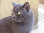 La mia gattina La mia gattina