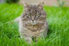 my cat my cat