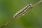 Prima macro 2012 Prima macro 2012