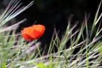 Maggio nel campo Maggio nel campo