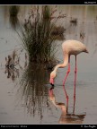 Camargue # 40