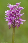 Orchis simia ..... finalmente ! Orchis simia ..... finalmente !