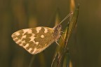 Pontia edusa Pontia edusa