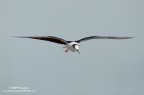 Cavaliere in volo