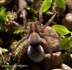 ragnetti in arrivo ragnetti in arrivo