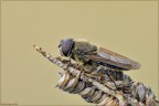 Cheilosia sp. Cheilosia sp.