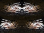 Anatra in movimento