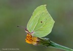 Cedronella (Gonepteryx rhamni), c & c sono graditi, ciao Elio
Dati exif:
Canon 1Ds Mk III, Canon 180mm, iso 100, f/16, 1/1s, 0.00eV
Alta risoluzione:
 http://img689.imageshack.us/img689/1664/cedronellagonepteryxrha.jpg