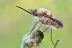 Bombylius Bombylius