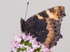 aglais urticae aglais urticae