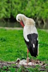 Cicogna con prole Cicogna con prole