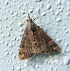 Metto fuori l'antenna.......... Metto fuori l'antenna..........