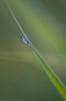 Dovrebbe essere il faccino di una "Ischnura elegans".

Dati exif:
ISO 200 - f/3.5 - 1/25 sec. - luce naturale - cavalletto - scatto remoto
Scatto del 08/05/2012 ore 20:02
Giornata abbastanza ventosa!

[url=http://img190.imageshack.us/img190/8048/erbahr2000.jpg] Alta risoluzione [/url]

Graditi commenti e critiche.

Max