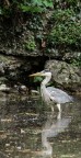 Ardea Cinerea Ardea Cinerea
