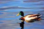 il lago il lago