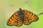 Melitaea phoebe Melitaea phoebe