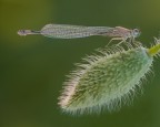 Ischnura elegans - female

Dati exif:
ISO 200 - f/4.5 - 1/60 sec. - luce naturale - cavalletto - scatto remoto
Scatto del 05/05/2012 ore 19:29


[url=http://img827.imageshack.us/img827/429/ischnuraelegansfemalehr.jpg] Alta risoluzione [/url]

Graditi commenti e critiche 

Max