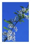 tralci di primavera