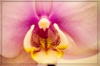 Phalaenopsis Phalaenopsis