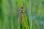 Sympetrum ... Sympetrum ...