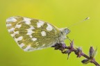 Ecco qui la prima licenide di quest'anno  stato emozionante ritrarla, come la prima volta...
Nikon D300S, Tamron 180 macro, f16, 1/80s, iso 200, scatto remoto, alzata specchio, plamp
[url=http://img560.imageshack.us/img560/5231/pontia.jpg] foto in alta risoluzione [/url]