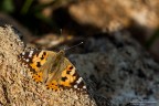  talmente tanto tempo che non vedo una farfalla che non riesco manco ad essere sicuro sul nome!

Scovata ieri dopo una lunga passeggiata sul Colle di Montaperti. 
Scatto con mezzo treppiedi (intero, ma appoggiato su sassi molto instabili).

Exif: 180mm, f/13, 1/60, ISO 100, exp -0.7ev
HR: [url]http://postimage.org/image/3o8p93fdb/[/url]