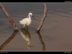 Camargue # 43