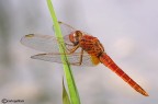 Crocothemis erythraea Crocothemis erythraea