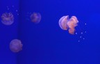 Medusine rosa Medusine rosa