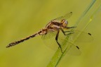 Orthetrum albistylum Orthetrum albistylum