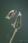 Bombylius minor Linnaeus, 1758 Bombylius minor Linnaeus, 1758