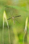 Tipula Tipula