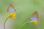 Lycaena dispar Lycaena dispar