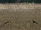 cicogna nera con immaturo cicogna nera con immaturo