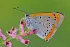 Lycaena dispar Lycaena dispar