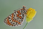 Melitaea didyma Melitaea didyma