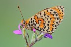 Melitaea didyma Melitaea didyma
